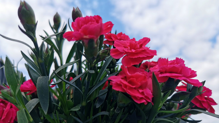 Rote nelken als Symbol für den Internationalen Frauentag